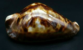 Outstandig Cypraea Zoila Friendi F,  /gem,  83 Mm Australia Cowrie Seashell I