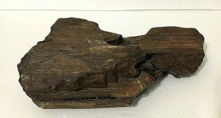Vintage Petrified Wood Log 4,  Lb Rock Specimen Fossil Slab Antique 10 " X 5 " X 3 "