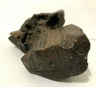 Vintage Petrified Wood Log 4,  lb Rock Specimen Fossil Slab Antique 10 