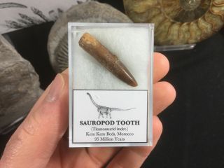 Titanosaurid Sauropod Tooth 07 - Kem Kem,  Morocco,  Dinosaur Fossil