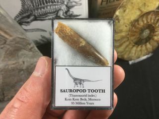 Titanosaurid Sauropod Tooth 05 - Kem Kem,  Morocco,  Dinosaur Fossil