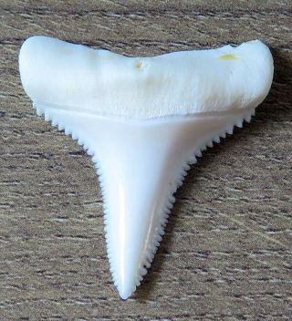 1.  424 " Lower Nature Modern Great White Shark Tooth (teeth)