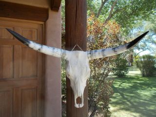 Steer Skull Longhorn 34 Inch Wide Long Horns Mounted Bull Cow Head Horn