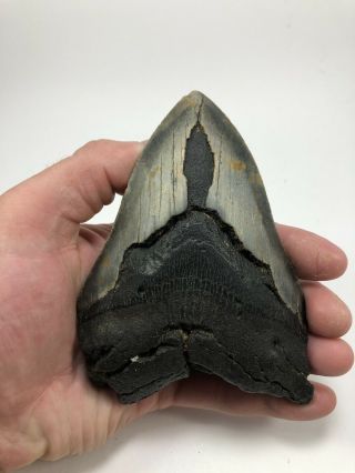 5.  30” Megalodon Fossil Giant Shark Teeth All Natural Large Ocean Tooth (768)