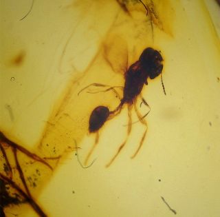 Burmese Amber With Dino Age Prehistoric Wasp Inclusion With 4x Magnifying Case
