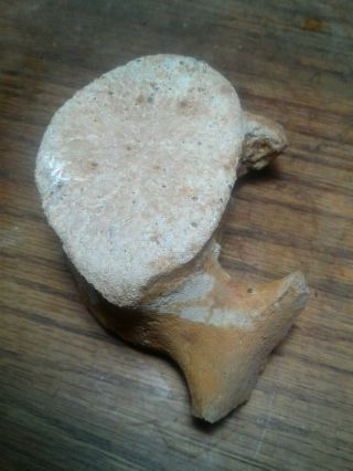 Fossil Sperm Whale Vertebrae,  Thorasic,  Shark Tooth Hill Bone Bed.  15 Myo