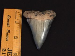 Giant Fossil Mako Shark Tooth,  Sharktooth Just Under 3 Inches.  North Carolina