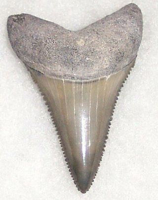 Killer Sharply Serrated 1 5/8 " Fossil Great White Shark Tooth - Venice,  Fl