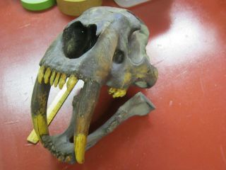 Dinosaur Prehistoric Mammal Fossil Cast Full Skull Of Hoplophoneus Saber Tooth