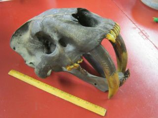 Dinosaur prehistoric mammal fossil cast full skull of Hoplophoneus saber tooth 2