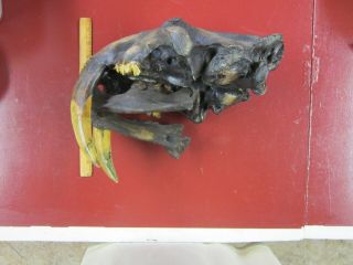 Dinosaur prehistoric mammal fossil cast full skull of Hoplophoneus saber tooth 3