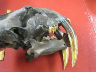 Dinosaur prehistoric mammal fossil cast full skull of Hoplophoneus saber tooth 5