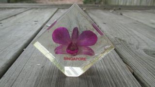 Vintage Singapore Orchid Flower Embedded In Lucite Paperweight Acrylic Encased