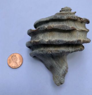 Ecphora Sea Shell Maryland State Fossil Calvert Cliffs Megalodon Era