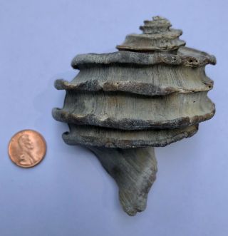 Ecphora Sea Shell Maryland State Fossil Calvert Cliffs Megalodon Era 2