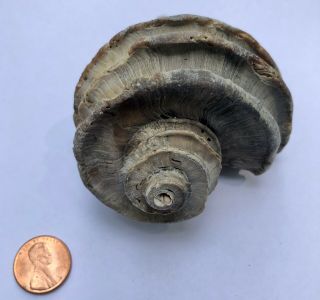 Ecphora Sea Shell Maryland State Fossil Calvert Cliffs Megalodon Era 3