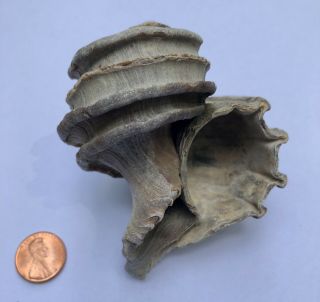 Ecphora Sea Shell Maryland State Fossil Calvert Cliffs Megalodon Era 4