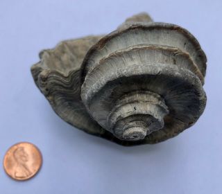 Ecphora Sea Shell Maryland State Fossil Calvert Cliffs Megalodon Era 6