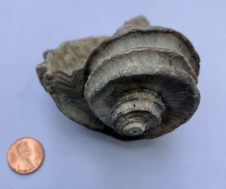 Ecphora Sea Shell Maryland State Fossil Calvert Cliffs Megalodon Era 7