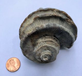 Ecphora Sea Shell Maryland State Fossil Calvert Cliffs Megalodon Era 8