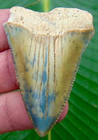 Great White Shark Tooth - 2 & 3/8 In.  Serrated - Colorful - No Restorations