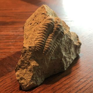Trilobite American Fossil Illinois Museum Quality Fossilized Matrix Trilobites