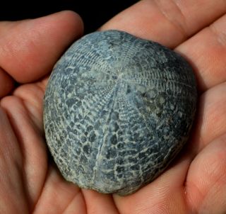 Fossil Echinoid Sea Urchin Seeigel Oursin Erizo Cretaceous Seunaster Bulgaria