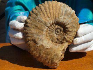 Extra Large Ammonite Fossil Sea Shell From Morocco