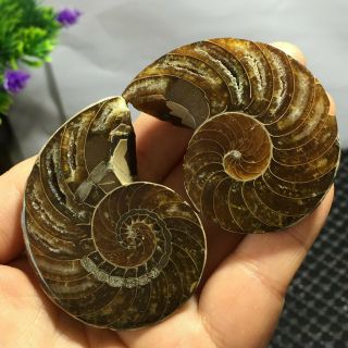 1 Pair - Half - Cut - Ammonite - Shell - Jurrassic - Fossil - Specimen - Madagasca 101g