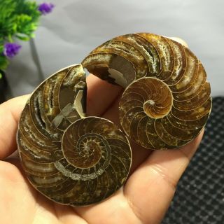 1 Pair - Half - Cut - Ammonite - Shell - Jurrassic - Fossil - Specimen - Madagasca 101g 2
