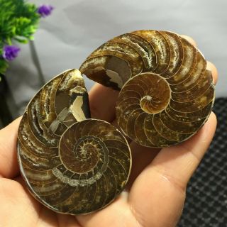 1 Pair - Half - Cut - Ammonite - Shell - Jurrassic - Fossil - Specimen - Madagasca 101g 3