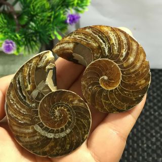 1 Pair - Half - Cut - Ammonite - Shell - Jurrassic - Fossil - Specimen - Madagasca 101g 4