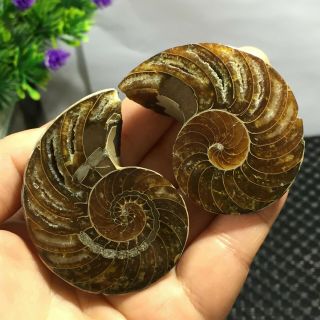 1 Pair - Half - Cut - Ammonite - Shell - Jurrassic - Fossil - Specimen - Madagasca 101g 5