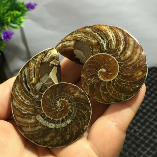 1 Pair - Half - Cut - Ammonite - Shell - Jurrassic - Fossil - Specimen - Madagasca 101g 6