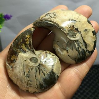 1 Pair - Half - Cut - Ammonite - Shell - Jurrassic - Fossil - Specimen - Madagasca 101g 7