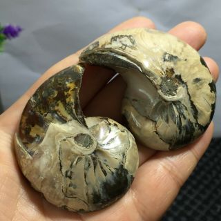 1 Pair - Half - Cut - Ammonite - Shell - Jurrassic - Fossil - Specimen - Madagasca 101g 8