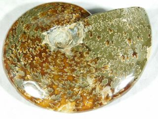 A Big 100 Natural Polished Cretaceous Era Sutured Ammonite Fossil 340gr e 2