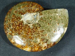 A Big 100 Natural Polished Cretaceous Era Sutured Ammonite Fossil 340gr e 5