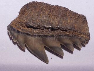Notorynchus Sevengill Cow Shark Tooth Fossil Calvert Cliffs Md Miocene Era