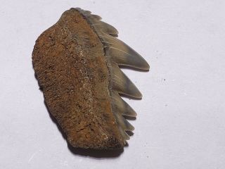 Notorynchus Sevengill Cow Shark tooth fossil Calvert Cliffs MD Miocene Era 3