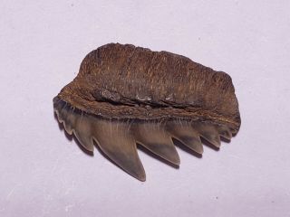 Notorynchus Sevengill Cow Shark tooth fossil Calvert Cliffs MD Miocene Era 4