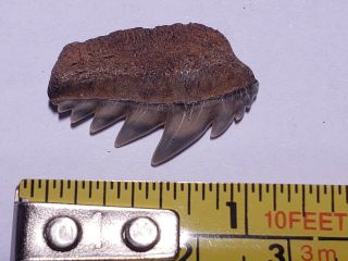 Notorynchus Sevengill Cow Shark tooth fossil Calvert Cliffs MD Miocene Era 5