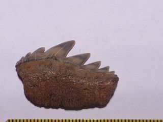 Notorynchus Sevengill Cow Shark tooth fossil Calvert Cliffs MD Miocene Era 6