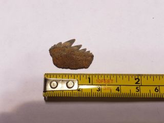 Notorynchus Sevengill Cow Shark tooth fossil Calvert Cliffs MD Miocene Era 8