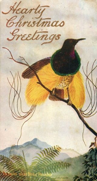 Twelve - Wired Bird Of Paradise.  Christmas Greeting.  Early Art Series Postcard.