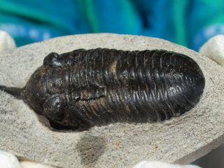 High Detail Devonian Trilobite Fossil Large 4.  0 " Inches