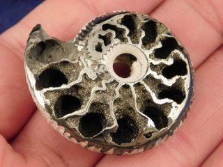 A Larger Polished 100 Natural Pyritized Ammonite Fossil From Russia 2.  9 E