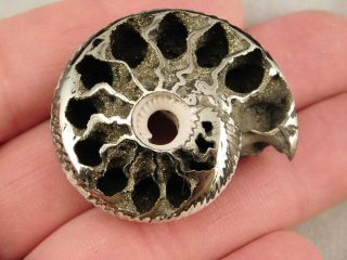 A Larger Polished 100 Natural PYRITIZED Ammonite Fossil From Russia 2.  9 e 2