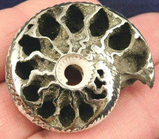 A Larger Polished 100 Natural PYRITIZED Ammonite Fossil From Russia 2.  9 e 3