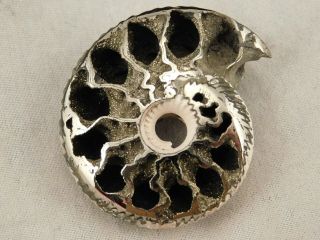 A Larger Polished 100 Natural PYRITIZED Ammonite Fossil From Russia 2.  9 e 4